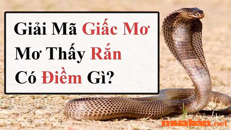 20 giấc mơ thường gặp và giải mã những ý nghĩa của từng giấc mơ