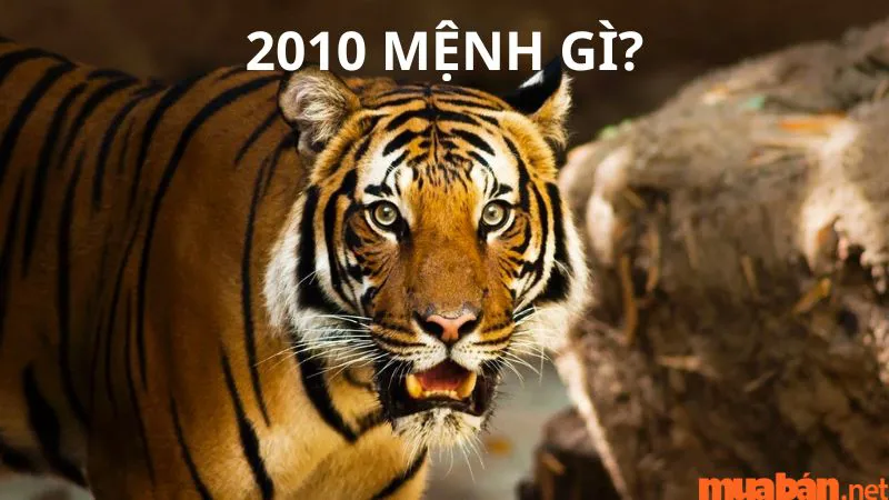 2010 mệnh gì? Chi tiết số mệnh, màu và hướng hợp với nam, nữ