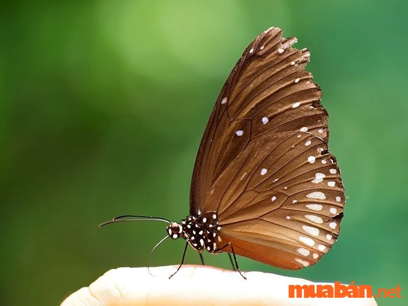 Bướm vàng bay vào nhà là điềm gì? Những bí ẩn phía sau hiện tượng này