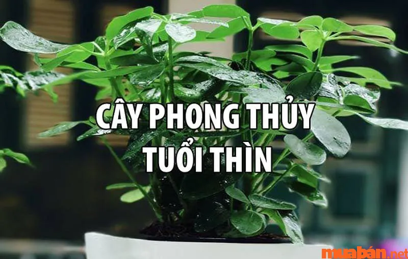 Canh Thìn Sinh Năm 2000 Mệnh Gì, Hợp Tuổi Gì, Hướng Nào?