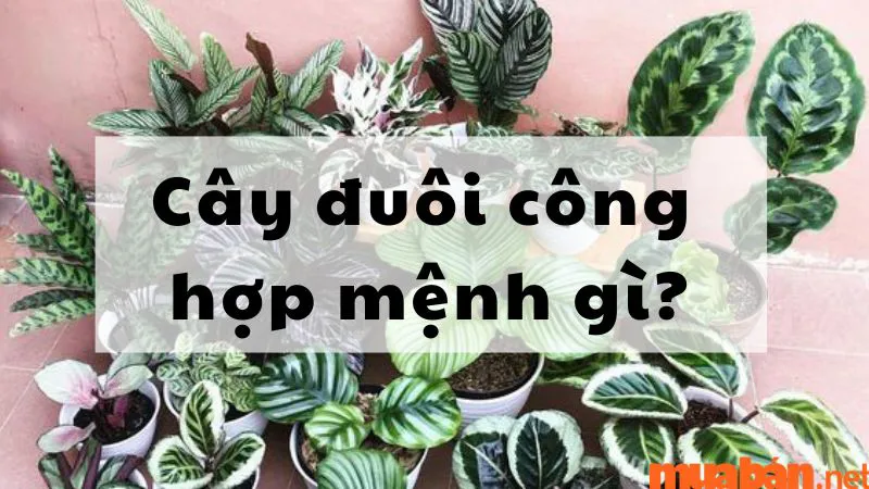 Cây đuôi công hợp mệnh gì? Cách trồng cây đuôi công đúng chuẩn