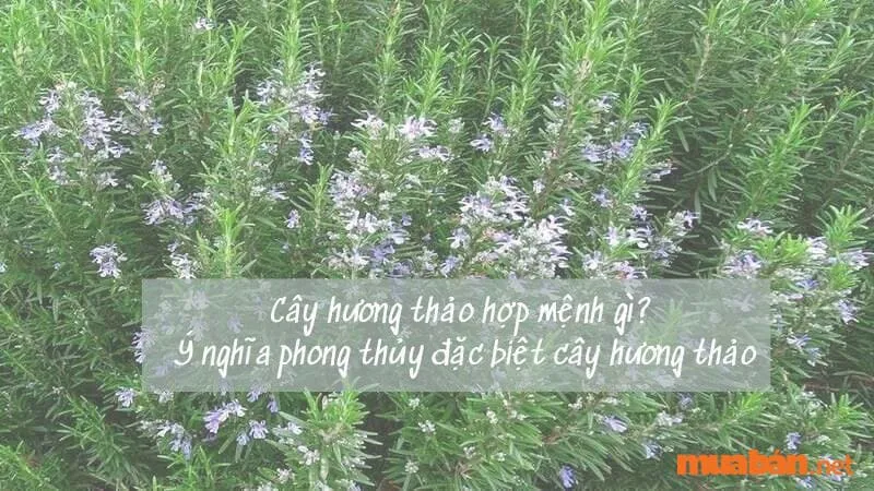 Cây hương thảo hợp mệnh gì? Ý nghĩa phong thủy đặc biệt cây hương thảo