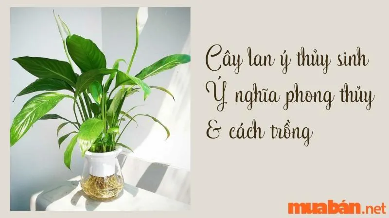 Cây Lan Ý Thủy Sinh – Ý Nghĩa Phong Thủy, Công Dụng & Cách Trồng