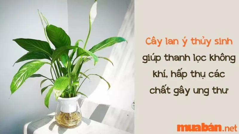 Cây Lan Ý Thủy Sinh – Ý Nghĩa Phong Thủy, Công Dụng & Cách Trồng