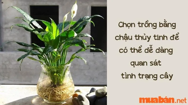 Cây Lan Ý Thủy Sinh – Ý Nghĩa Phong Thủy, Công Dụng & Cách Trồng