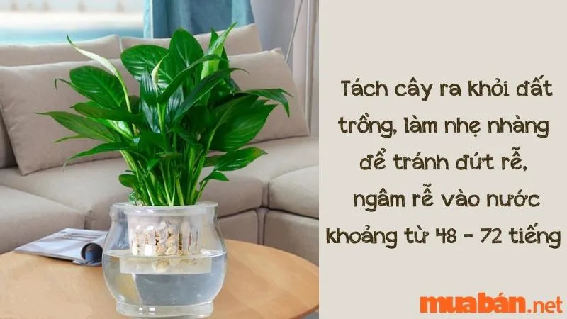 Cây Lan Ý Thủy Sinh – Ý Nghĩa Phong Thủy, Công Dụng & Cách Trồng