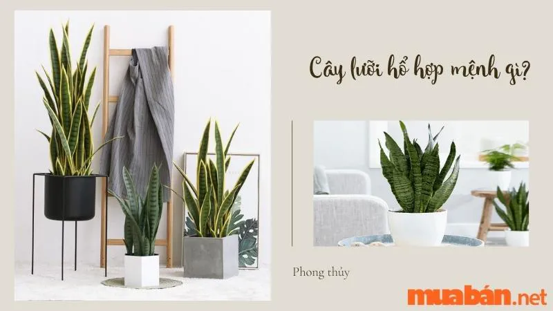 Cây lưỡi hổ hợp mệnh gì? Tuổi gì? Ý nghĩa phong thủy cây lưỡi hổ