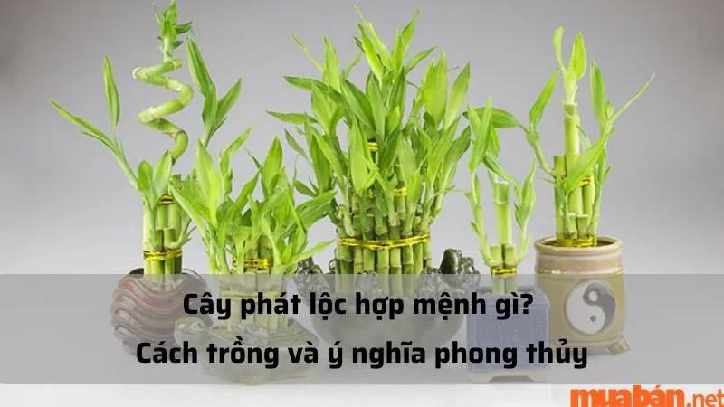 Cây phát lộc hợp mệnh gì? Cách trồng và ý nghĩa phong thủy