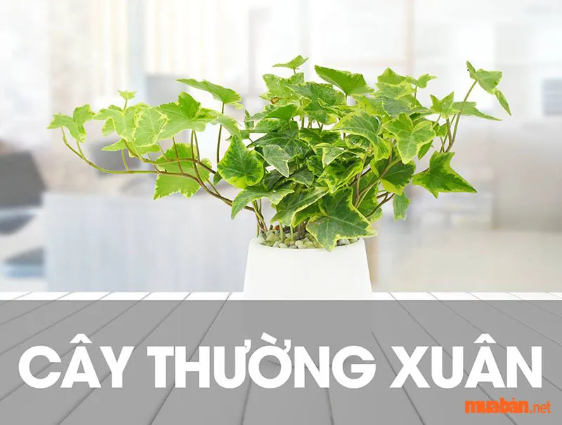 Cây Thường Xuân Là Gì? Đặc Điểm Và Ý Nghĩa Phong Thủy