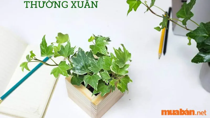 Cây Thường Xuân Là Gì? Đặc Điểm Và Ý Nghĩa Phong Thủy