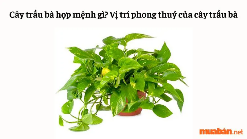 Cây trầu bà hợp mệnh gì? Vị trí phong thuỷ của cây trầu bà