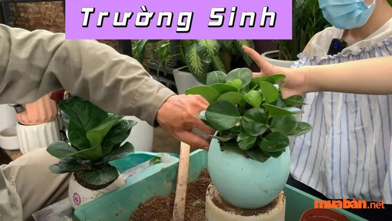 Cây trường sinh hợp mệnh gì? Kỹ thuật trồng cây trường sinh đúng chuẩn