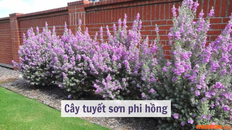 Cây tuyết sơn phi hồng: Đặc điểm, ý nghĩa và cách trồng tại nhà