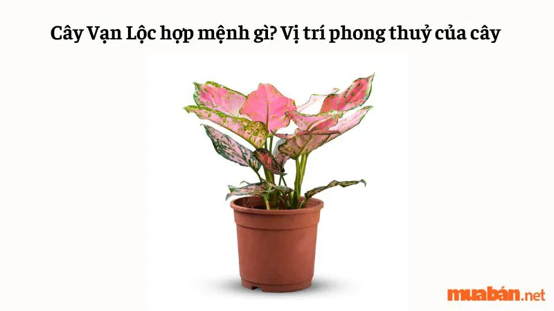 Cây Vạn Lộc hợp mệnh gì? Vị trí phong thuỷ của cây Vạn Lộc