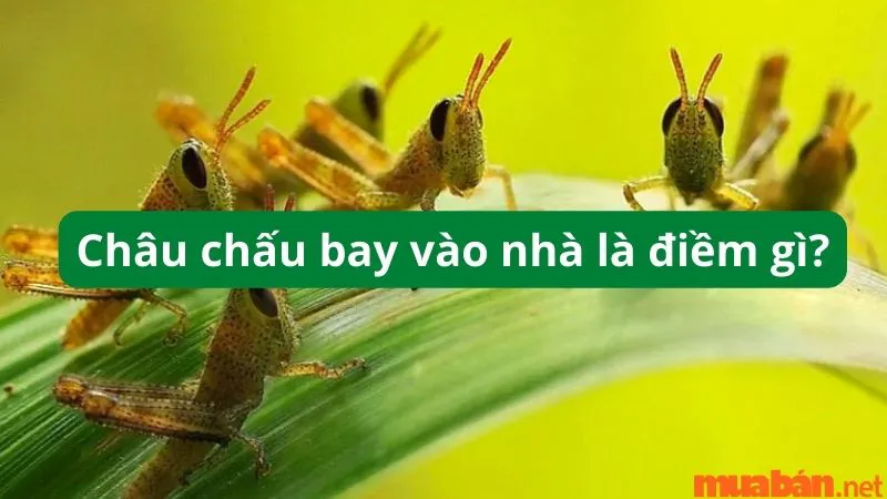 Châu chấu bay vào nhà là điềm gì – Những bí ẩn phía sau hiện tượng này