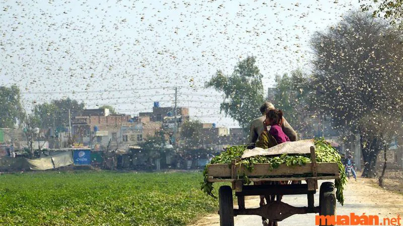 Châu chấu bay vào nhà là điềm gì – Những bí ẩn phía sau hiện tượng này