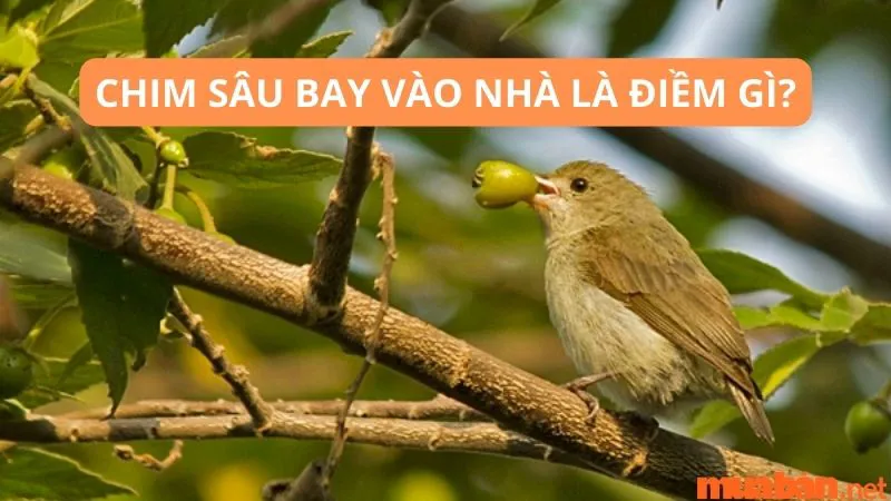 Chim sâu bay vào nhà là điềm gì? Ý nghĩa phong thủy đằng sau hiện tượng này