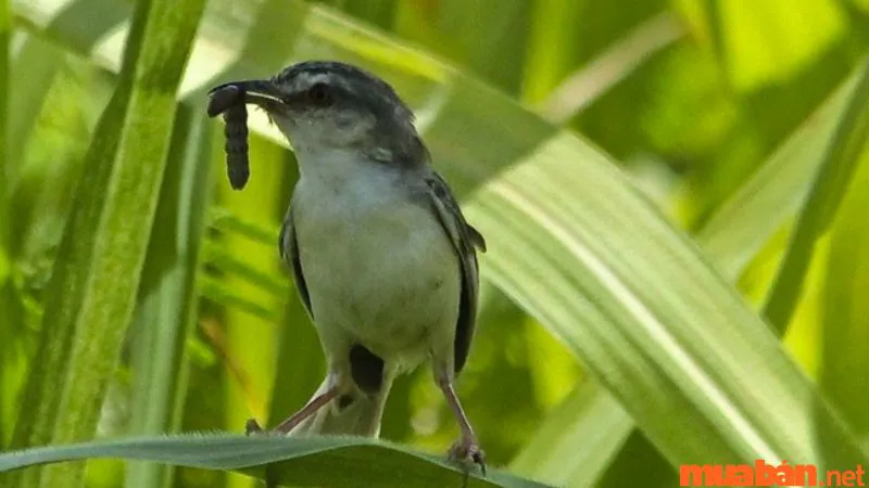 Chim sâu bay vào nhà là điềm gì? Ý nghĩa phong thủy đằng sau hiện tượng này