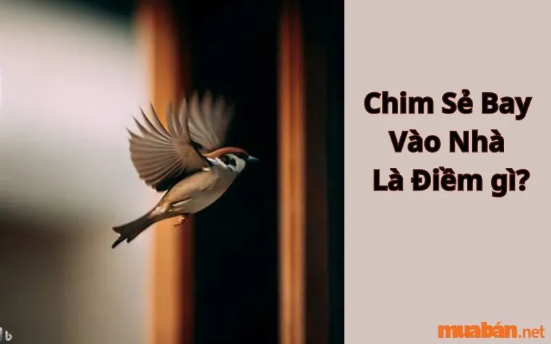 Chim sẻ bay vào nhà là điềm gì? Điềm xui hay hên, ý nghĩa phong thuỷ