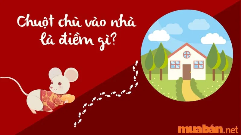 Chuột Chù Vào Nhà Là Điềm Lành Hay Điềm Dữ? Cách Ngăn Chuột Vào Nhà