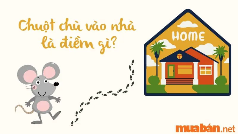 Chuột Chù Vào Nhà Là Điềm Lành Hay Điềm Dữ? Cách Ngăn Chuột Vào Nhà