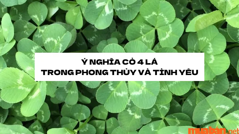 Cỏ 4 lá có đem lại may mắn? Ý nghĩa cỏ 4 lá trong phong thủy và tình yêu