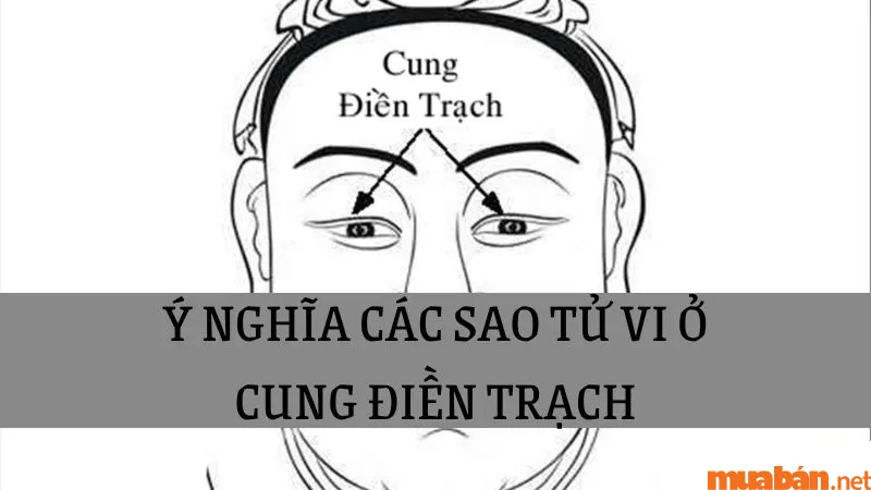 Cung Điền Trạch là gì? Luận giải chi tiết cung Điền Trạch trong Tử Vi