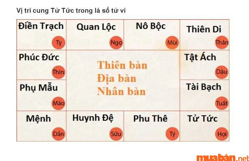 Cung Tử Tức là gì? Cung Tử Tức trong lá số tử vi đại diện điều gì?