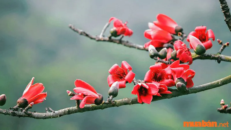 Điểm danh top 10 loài hoa tháng 4 rực rõ khoe sắc