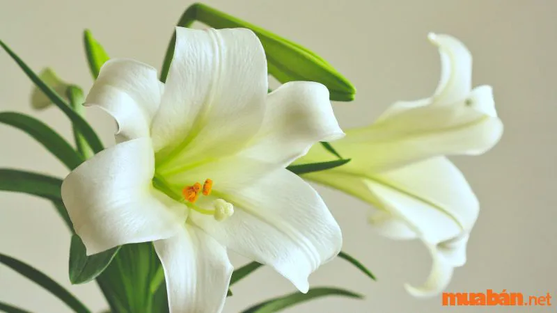 Điểm danh top 10 loài hoa tháng 4 rực rõ khoe sắc