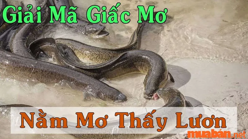 Giải mã giấc mơ: Nằm mơ thấy lươn là điềm gì? Lành hay Dữ