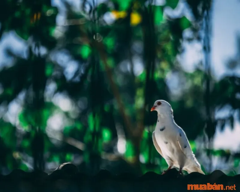 Giải Mã Hiện Tượng Chim Bồ Câu Bay Vào Nhà Và Các Con Số May Mắn