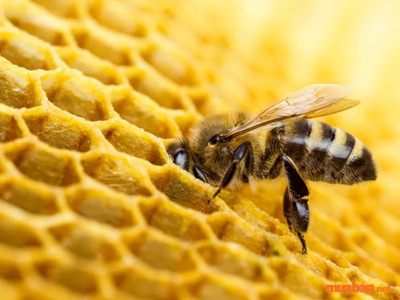 Giải mã hiện tượng ong làm tổ trong nhà và biện pháp xử lý