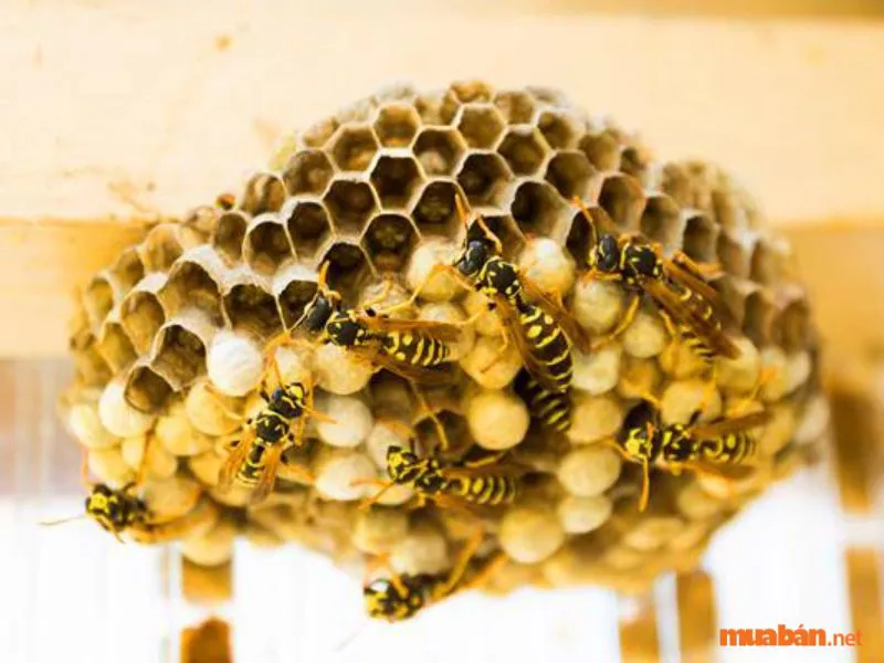 Giải mã hiện tượng ong làm tổ trong nhà và biện pháp xử lý