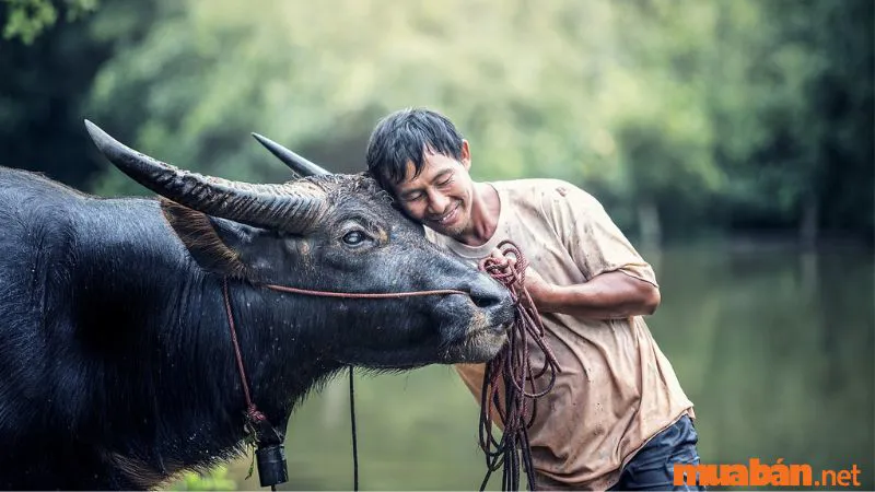 Giờ Sửu là mấy giờ? Người sinh vào giờ Sửu có vận số sướng hay khổ?