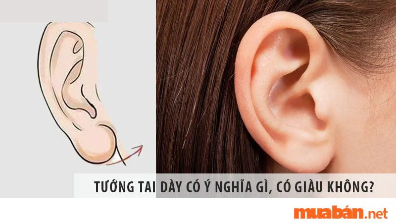 Khám phá ngay 8 tướng tai giàu có, dự báo tương lai may mắn