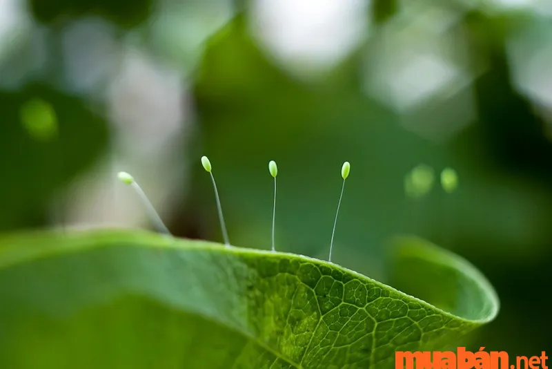 Khám phá ý nghĩa hoa Ưu Đàm trong Phật giáo và phong thủy