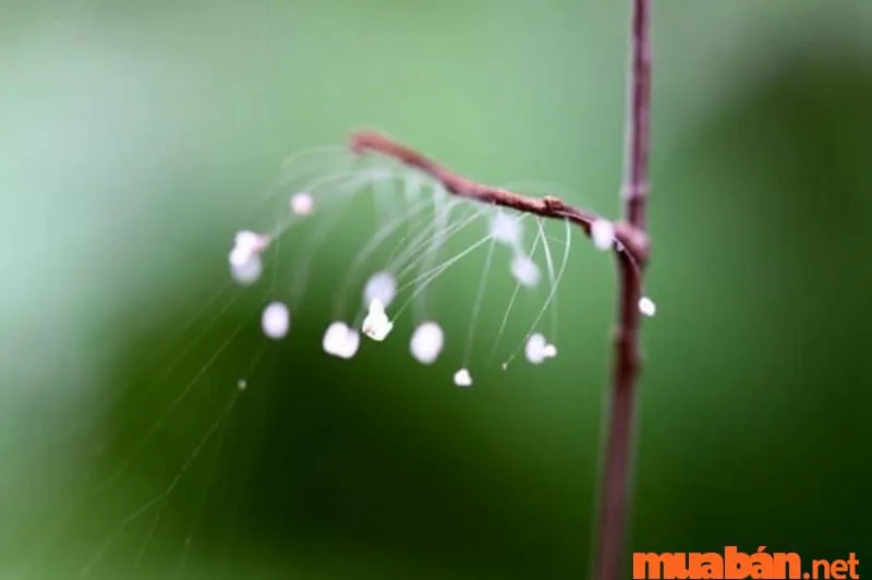 Khám phá ý nghĩa hoa Ưu Đàm trong Phật giáo và phong thủy