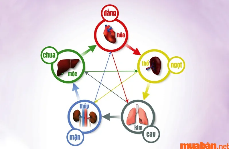 Kim Mộc Thủy Hỏa Thổ là gì? Quy luật và cách tính vận mệnh