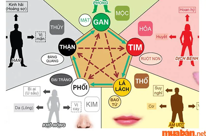 Kim Mộc Thủy Hỏa Thổ là gì? Quy luật và cách tính vận mệnh