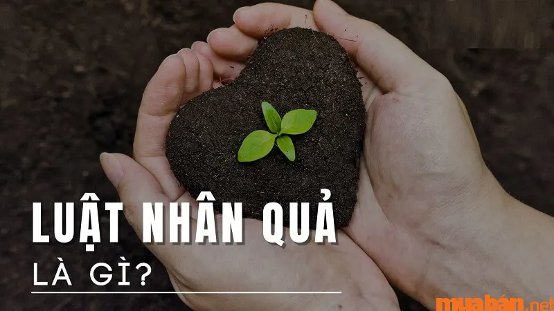 Luật nhân quả là gì và cách áp dụng luật nhân quả để thành công