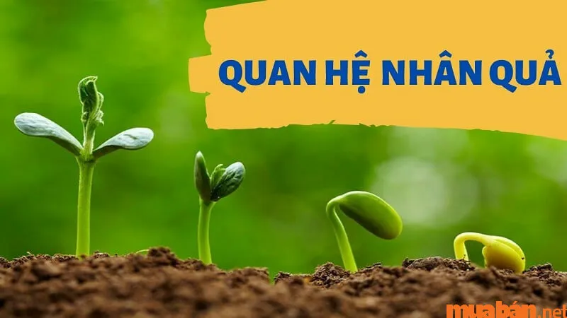 Luật nhân quả là gì và cách áp dụng luật nhân quả để thành công