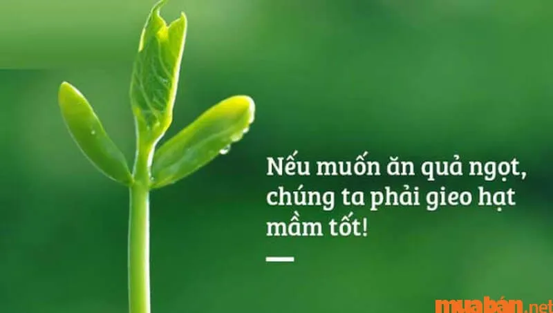 Luật nhân quả là gì và cách áp dụng luật nhân quả để thành công