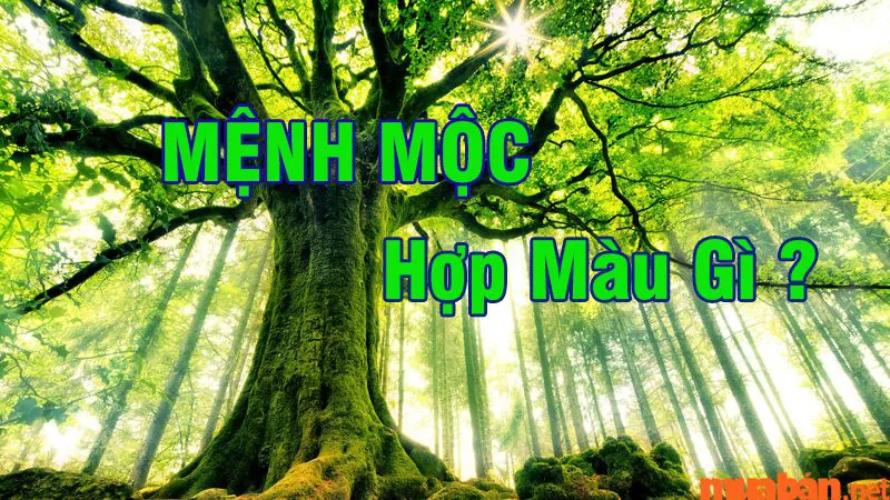 Màu hợp mệnh Mộc – Cách chọn màu sắc phong thủy cho người mệnh Mộc