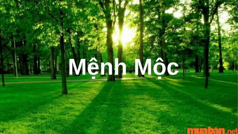 Màu hợp mệnh Mộc – Cách chọn màu sắc phong thủy cho người mệnh Mộc