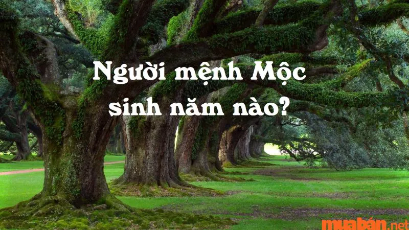 Màu hợp mệnh Mộc – Cách chọn màu sắc phong thủy cho người mệnh Mộc