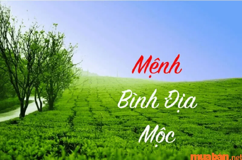 Mệnh Bình Địa Mộc là gì? Xem vận mệnh, màu và mệnh hợp với Bình Địa Mộc