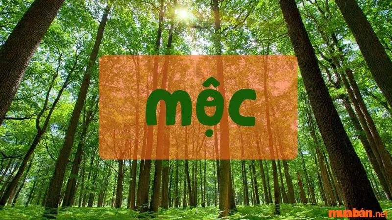 Mệnh Mộc hợp cây gì? 14 cây mang lại sự cân bằng và thịnh vượng