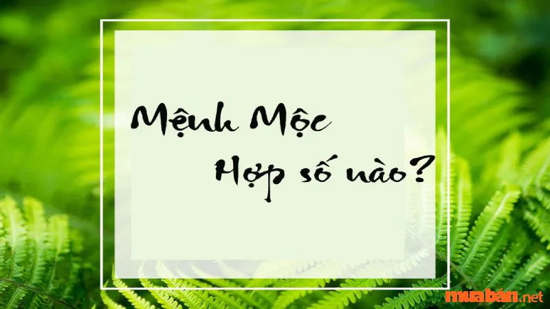 Mệnh Mộc Hợp Số Nào? Khám Phá Ý Nghĩa Những Con Số Hợp Với Mệnh Mộc