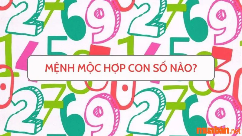 Mệnh Mộc Hợp Số Nào? Khám Phá Ý Nghĩa Những Con Số Hợp Với Mệnh Mộc